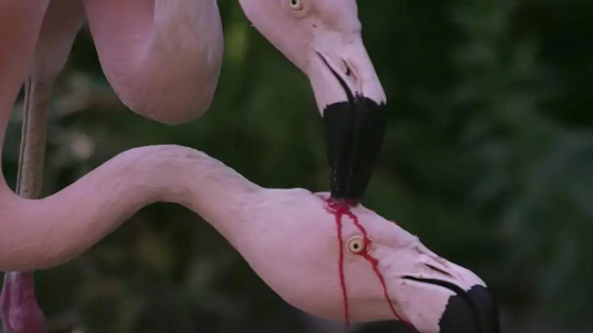 Dos flamencos alimentan a su cría con presunta sangre